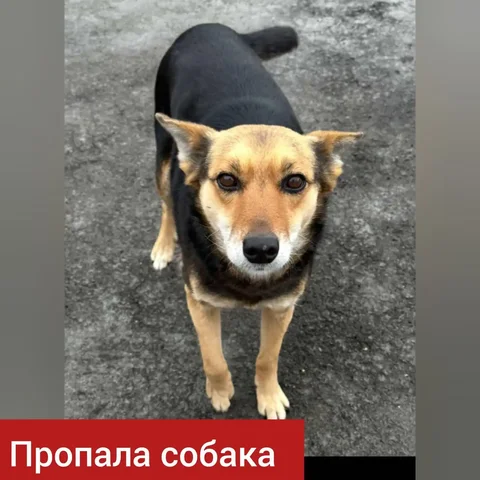 Потеряна собака в Ставрополе - Животные в Ставрополь
