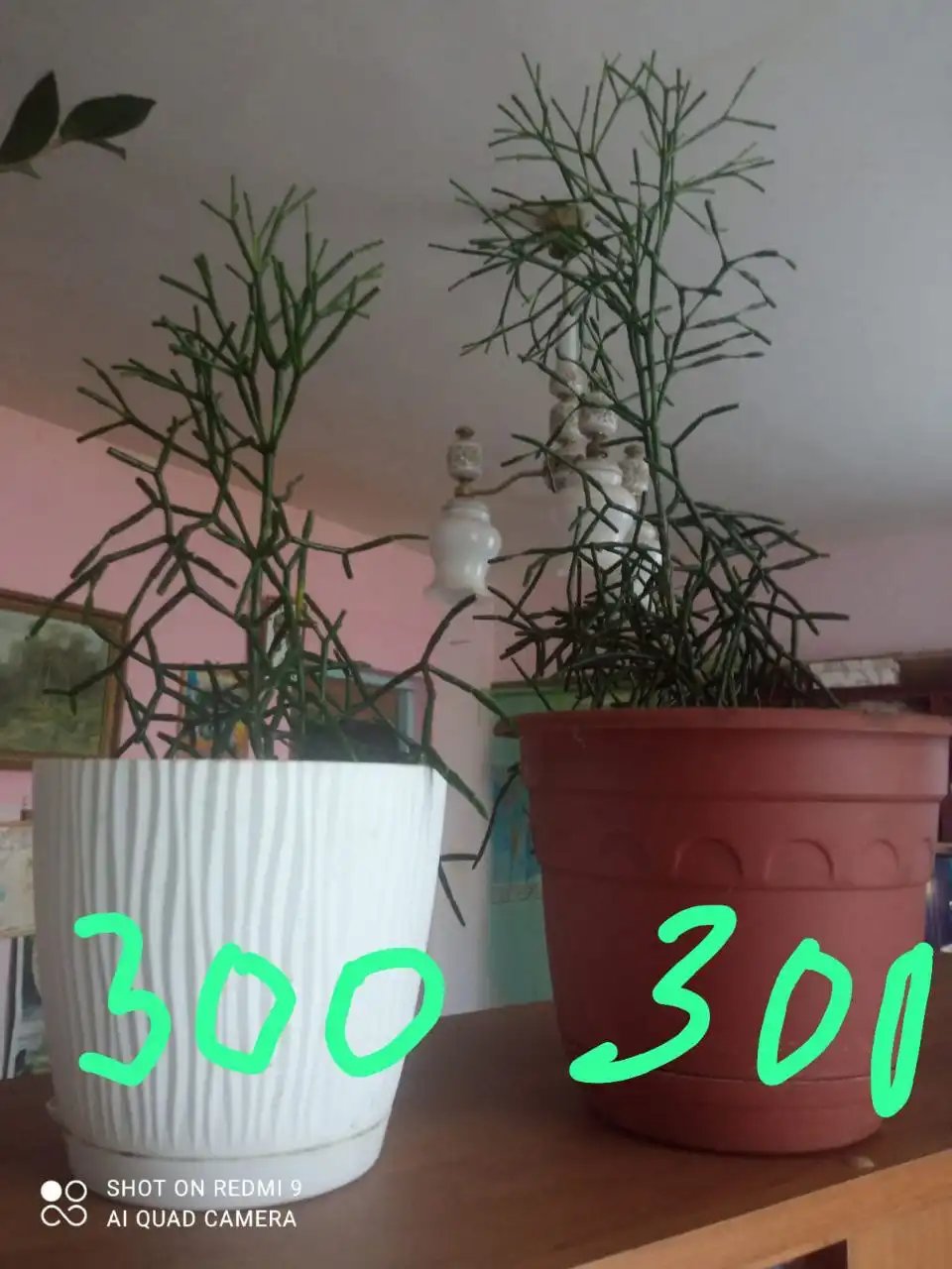 Продажа комнатных растений: Хатиора, Замиокулькас, Фикус