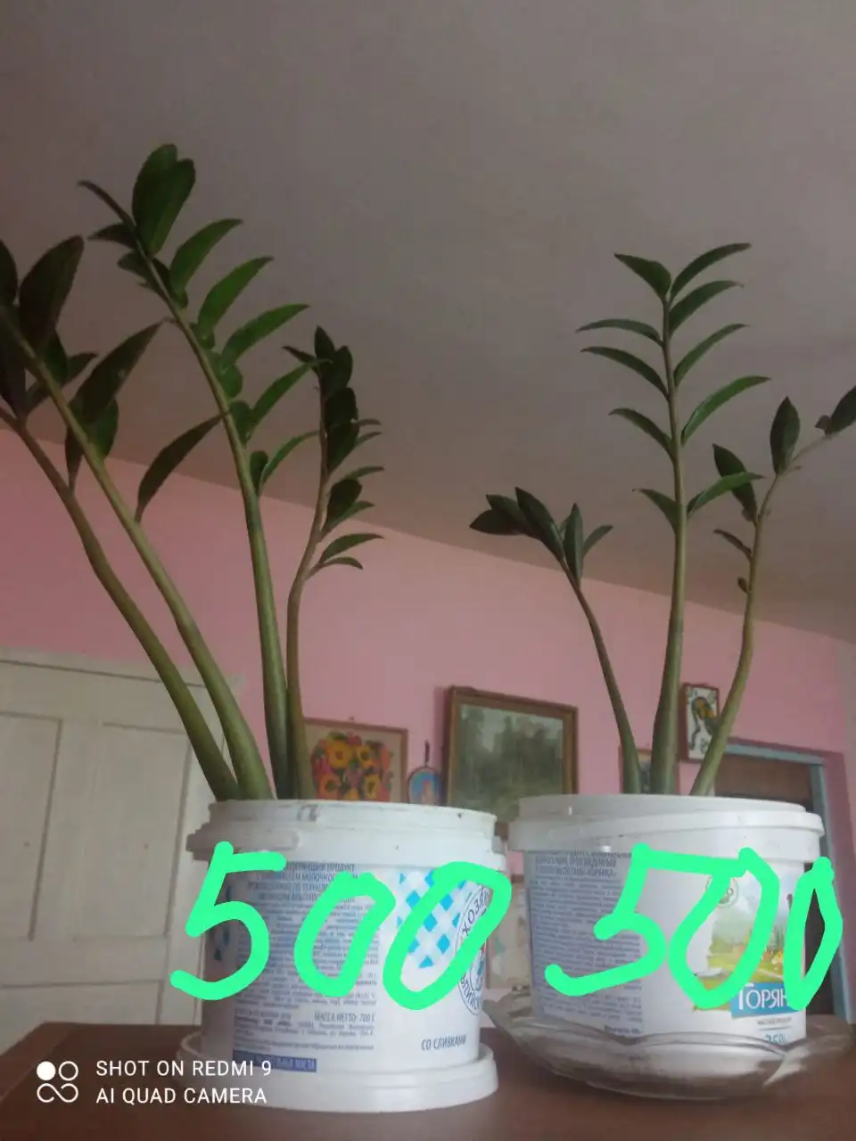 Продажа комнатных растений: Хатиора, Замиокулькас, Фикус