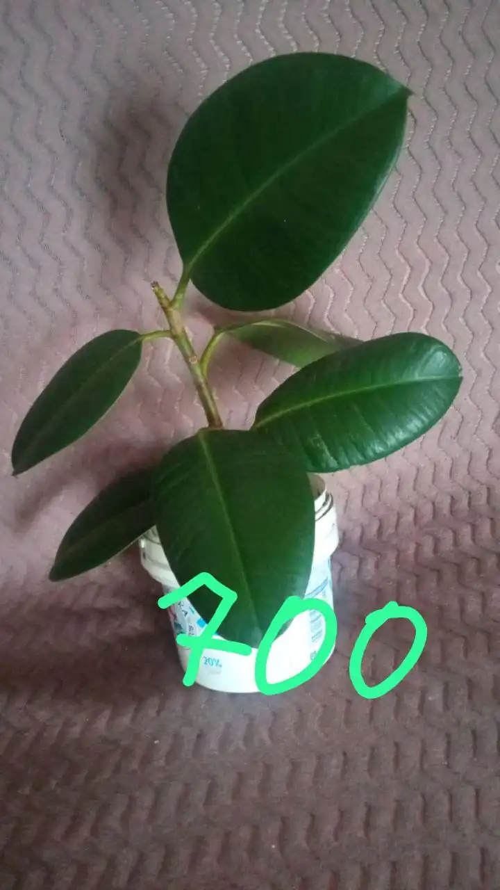 Продажа комнатных растений: Хатиора, Замиокулькас, Фикус