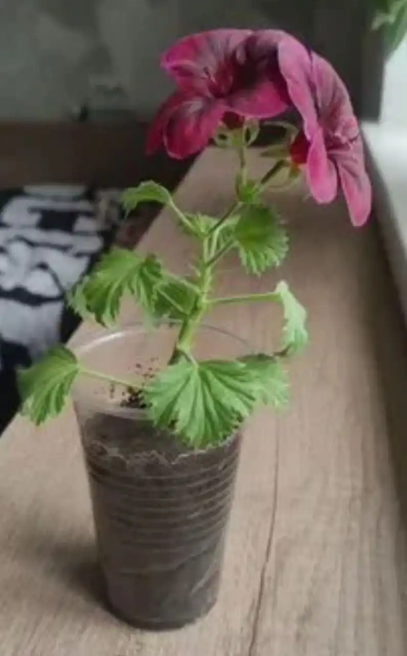 Отростки королевской пеларгонии