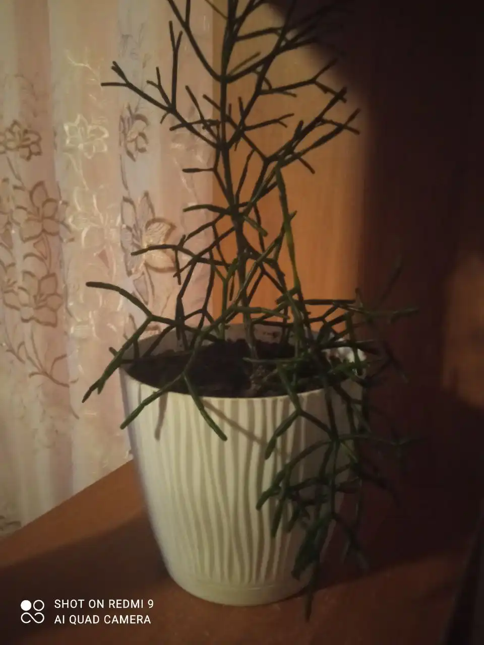 Продажа Хатиоры и Фикуса