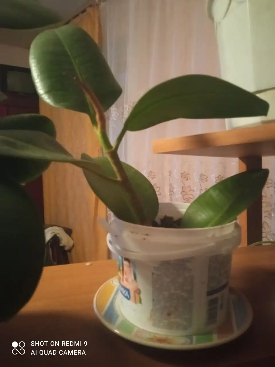 Продажа Хатиоры и Фикуса