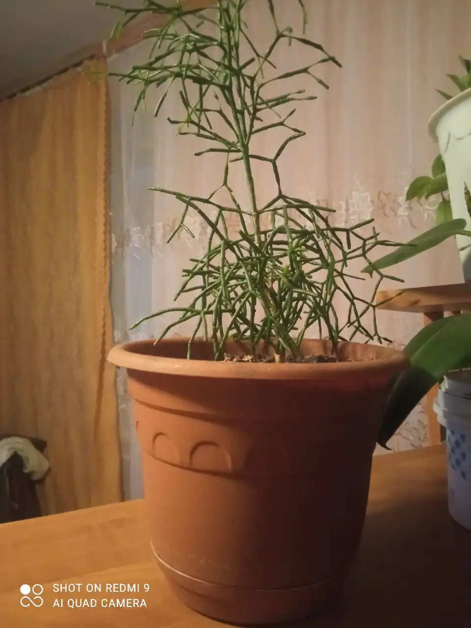 Продажа Хатиоры и Фикуса