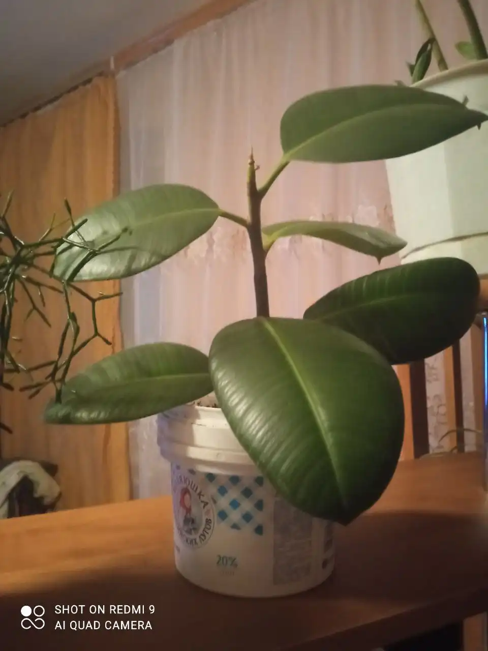 Продажа Хатиоры и Фикуса