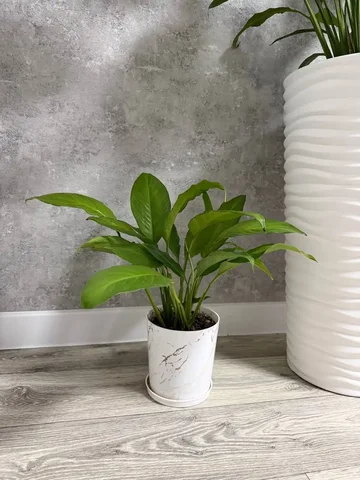 Спатифиллум (женское счастье) с горшком - Для дома и дачи в Ставрополь