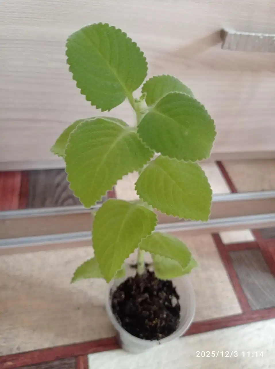 Плектрантус ароматный отдам