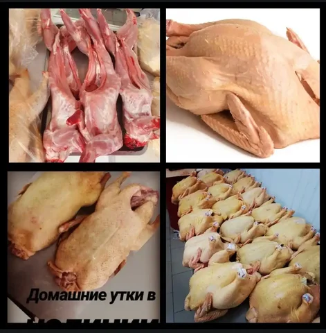 Продажа домашних животных и мяса от магазина Антрекот - Животные в Ставрополь