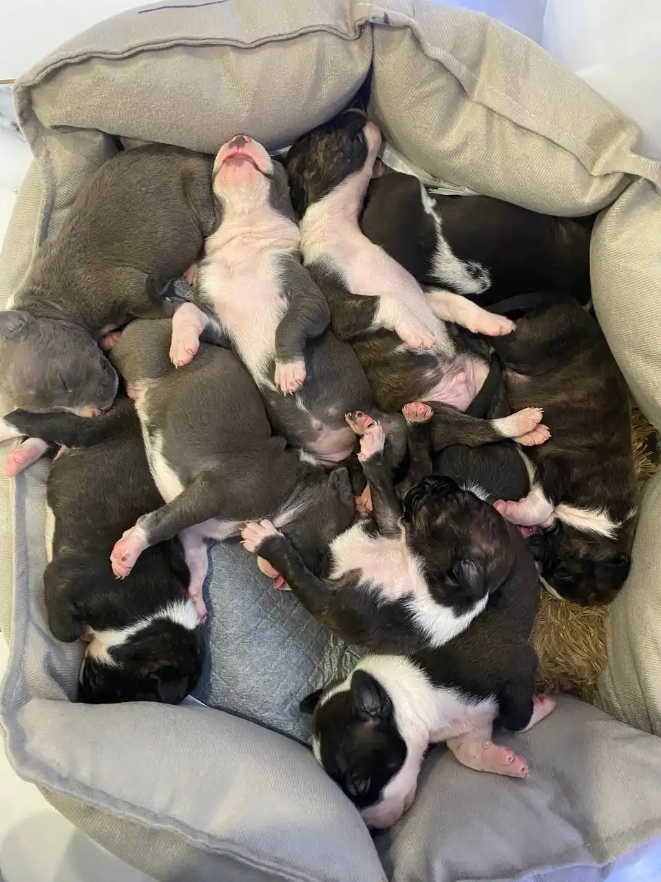 Бронирование щенков Стаффорда