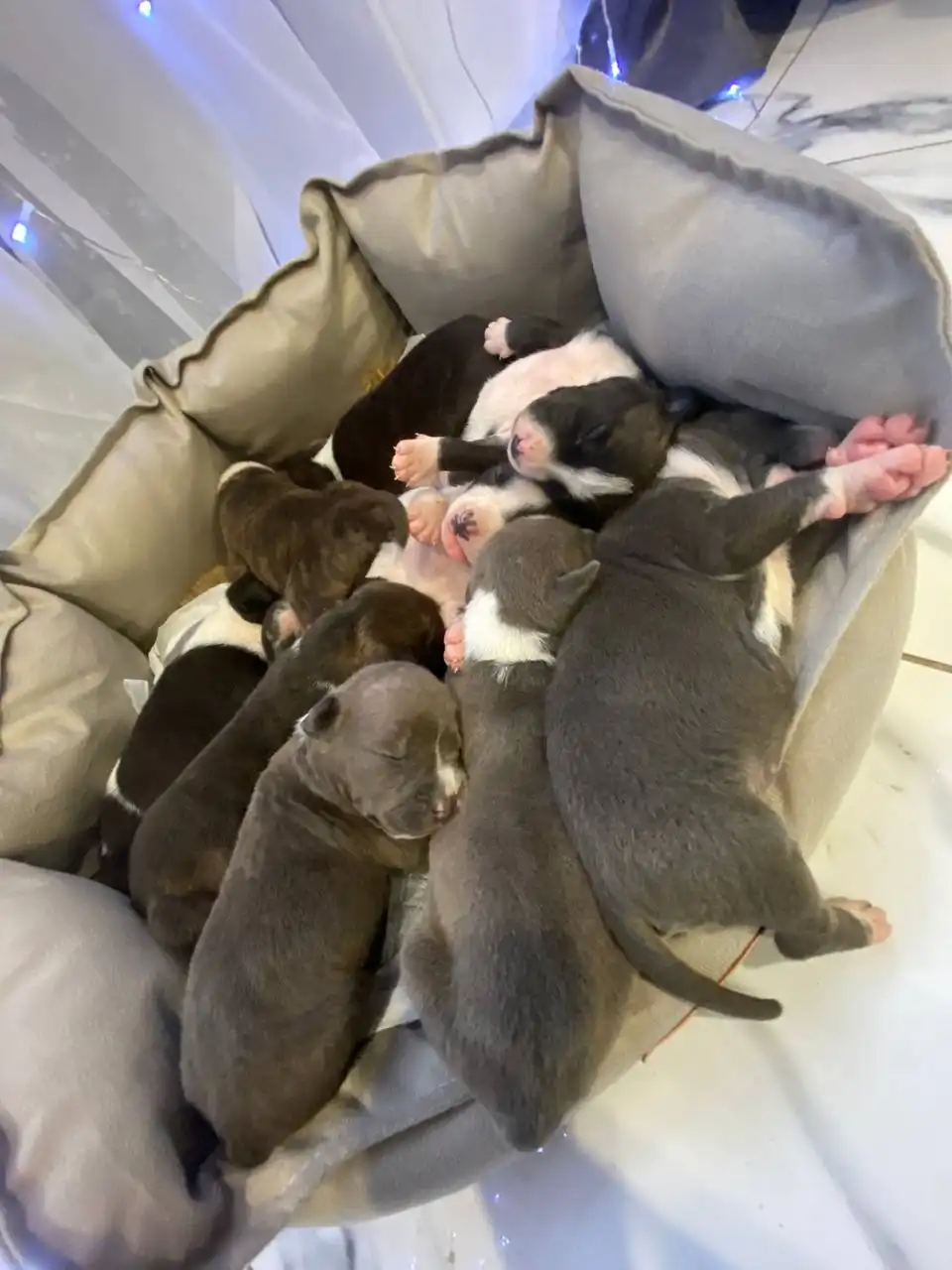 Бронирование щенков Стаффорда