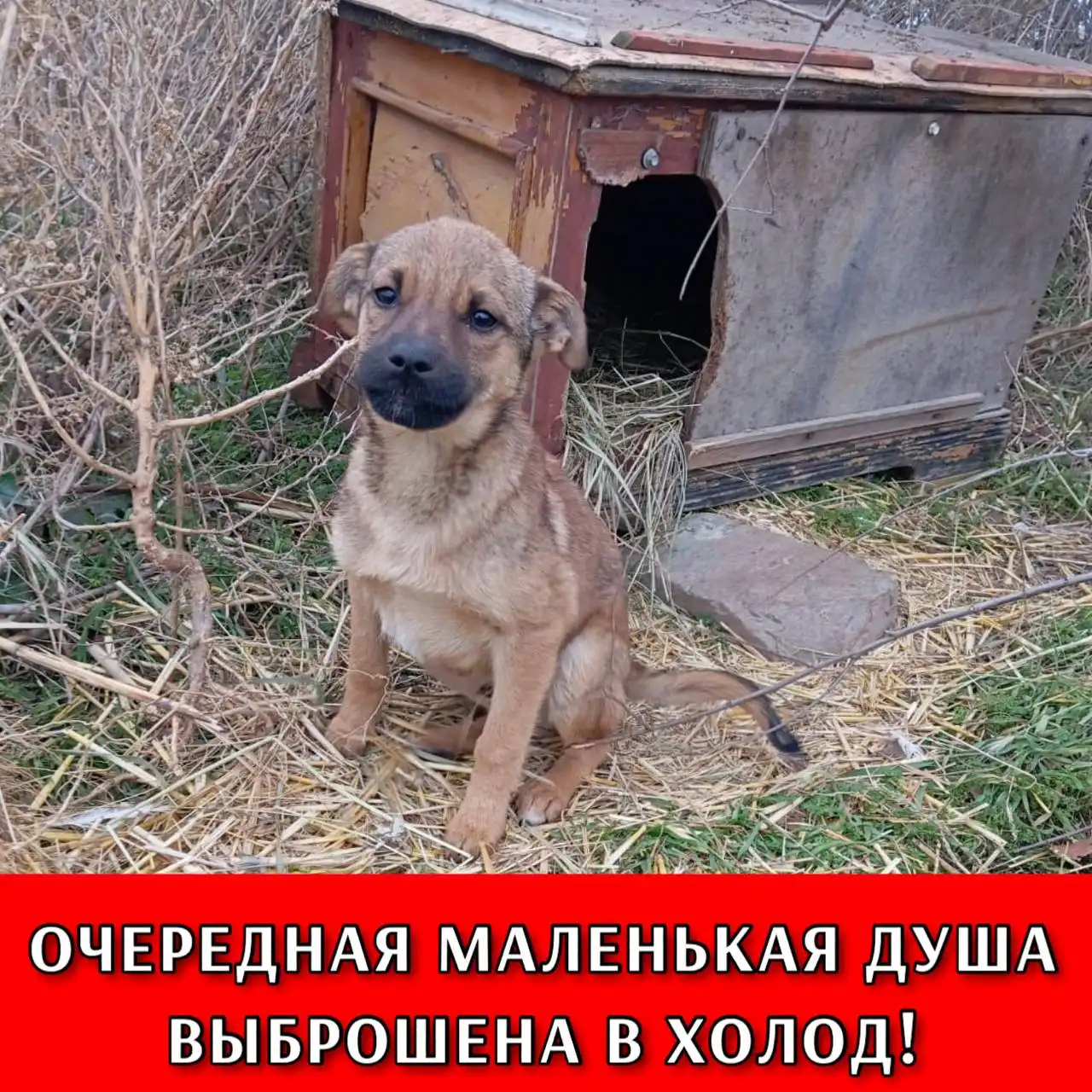 Щенок нуждается в доме в Светлограде