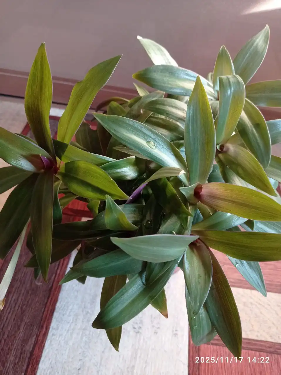 Продажа растения Рео (разновидность традесканции)