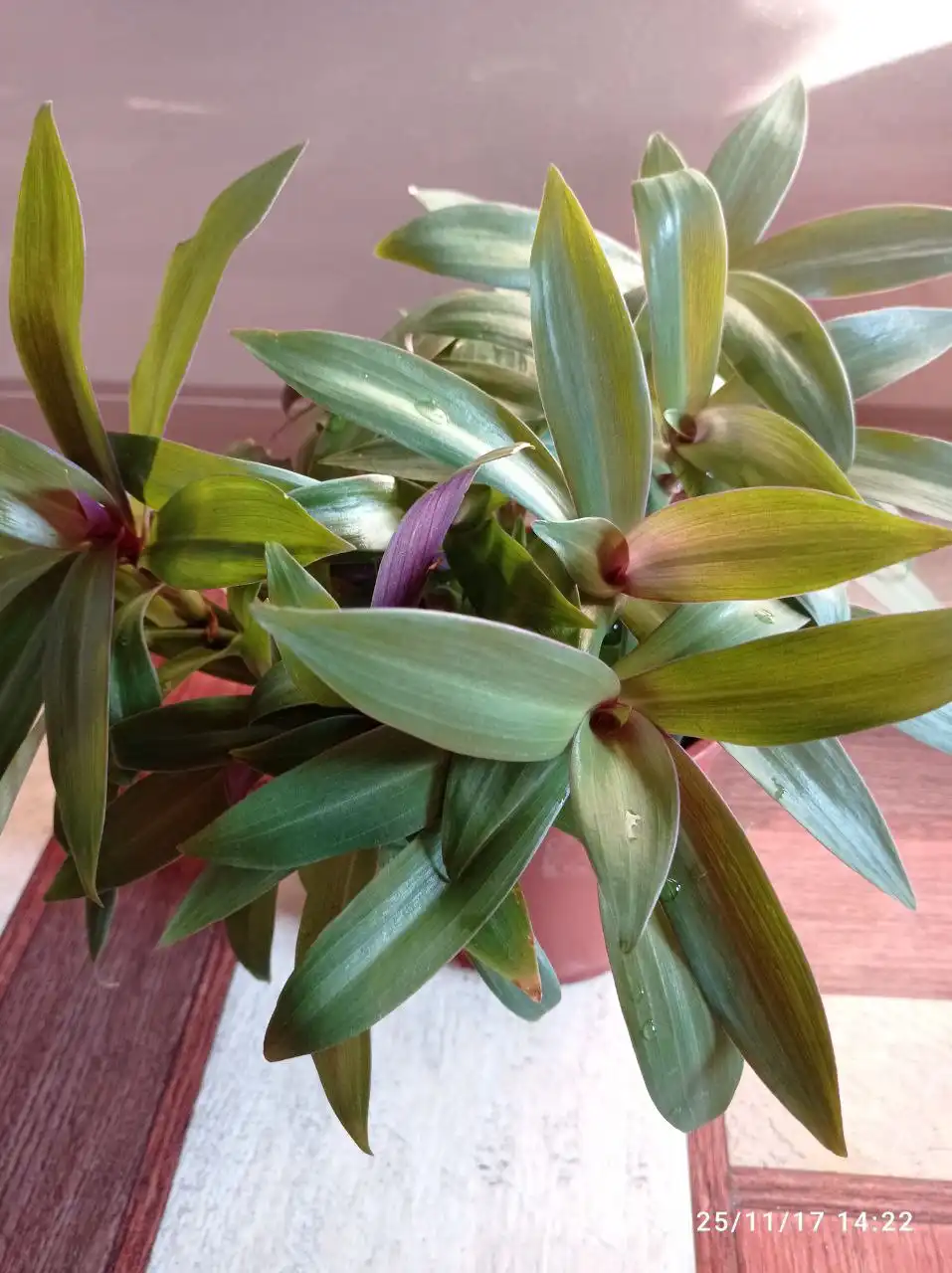 Продажа растения Рео (разновидность традесканции)