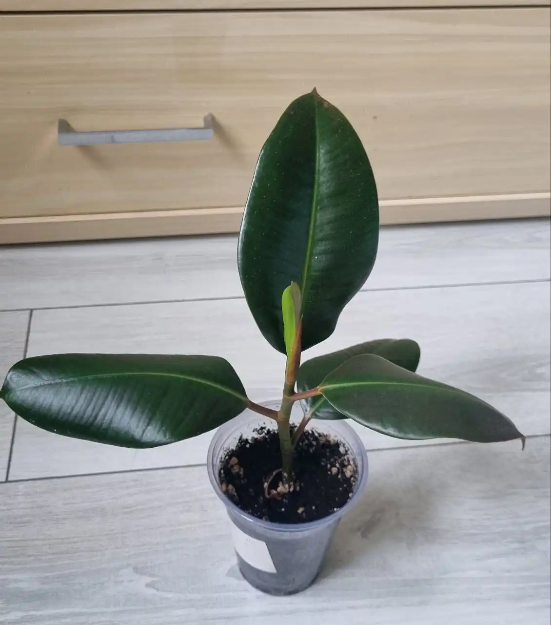 Каучуконосный фикус