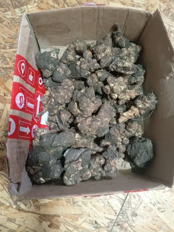 Отдам топинамбур - частное объявление в Ставрополь