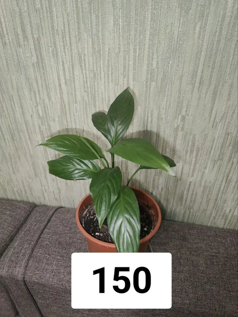 Продажа спатифиллума