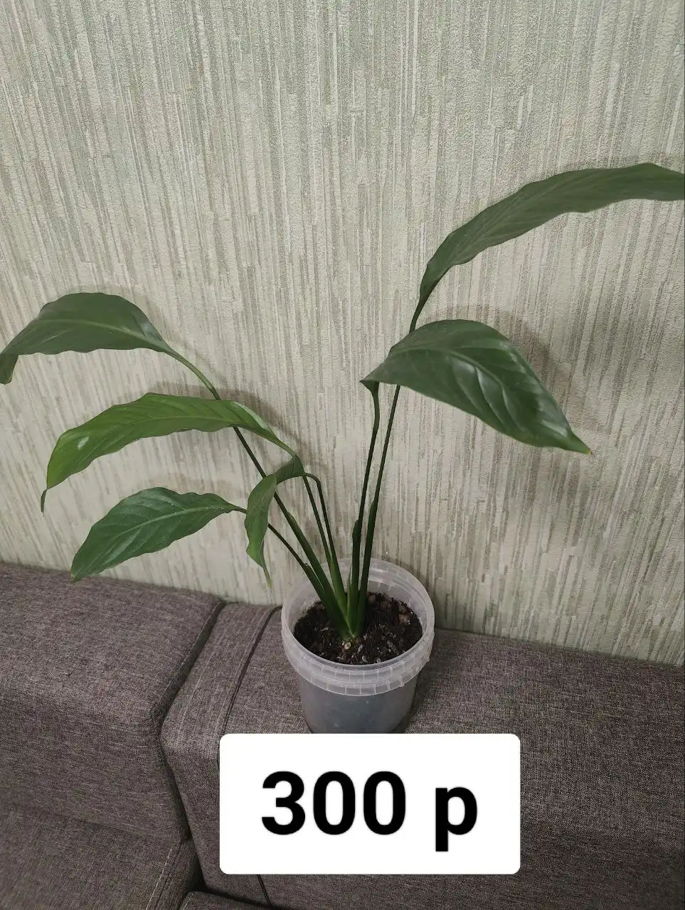 Продажа спатифиллума