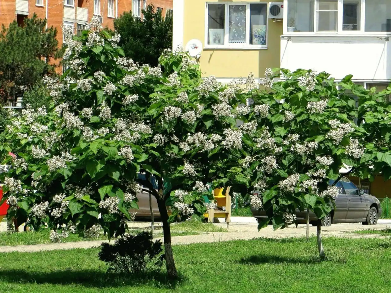 Саженцы Катальпа (дерево счастья)