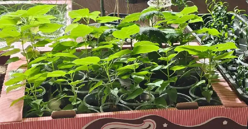 Саженцы Катальпа (дерево счастья)