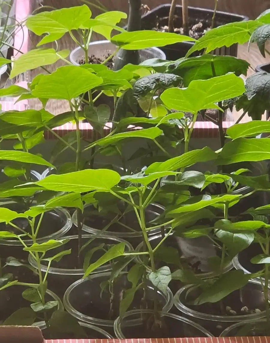 Саженцы Катальпа (дерево счастья)