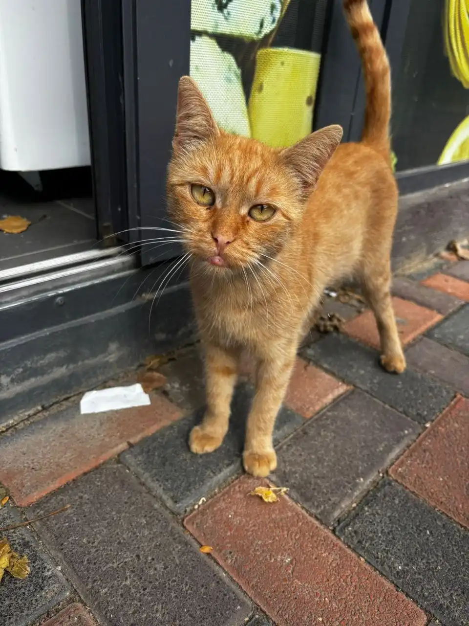 Пристройство молодой кошечки Алисы в добрые руки в Михайловске