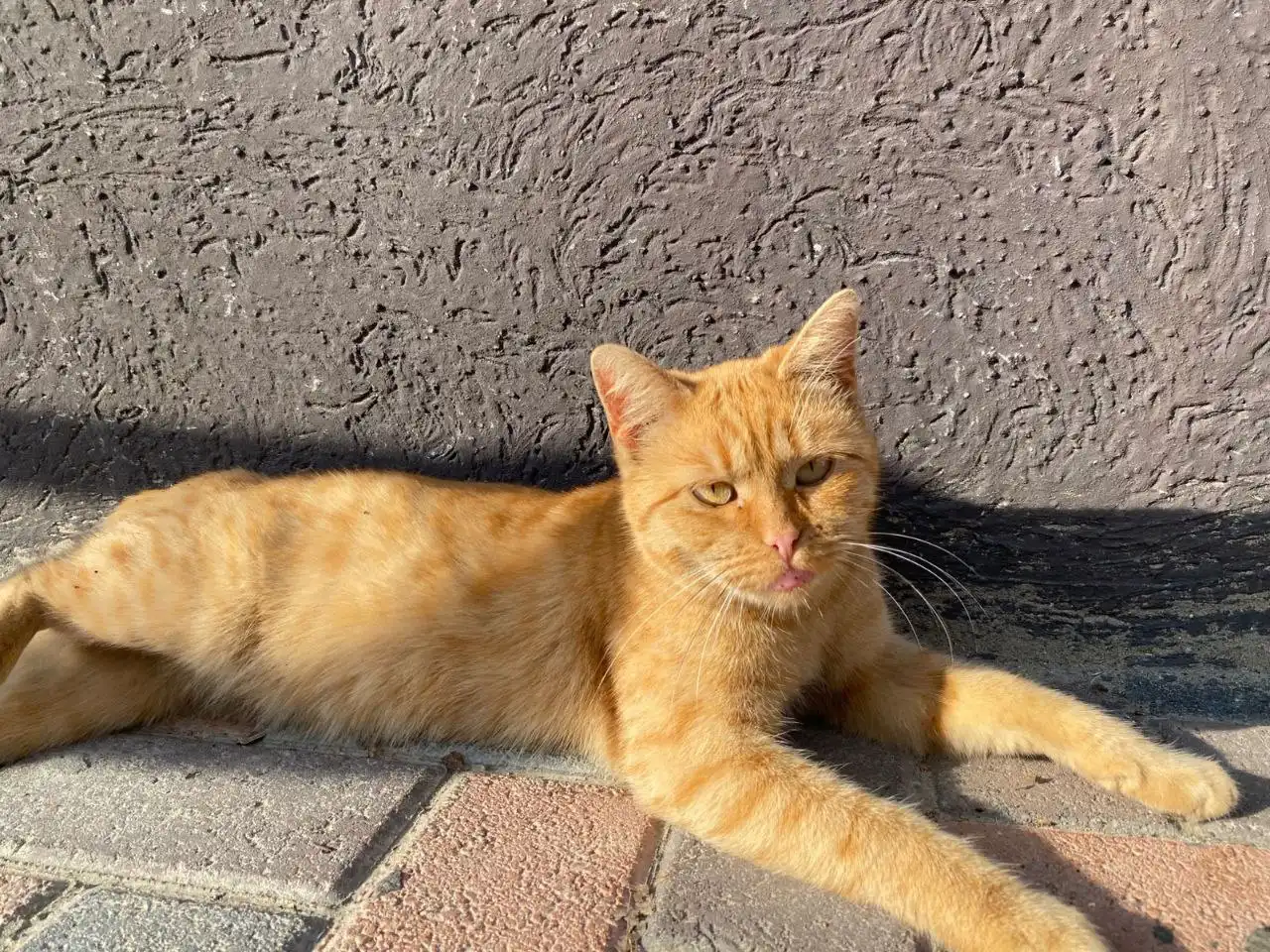 Пристройство молодой кошечки Алисы в добрые руки в Михайловске