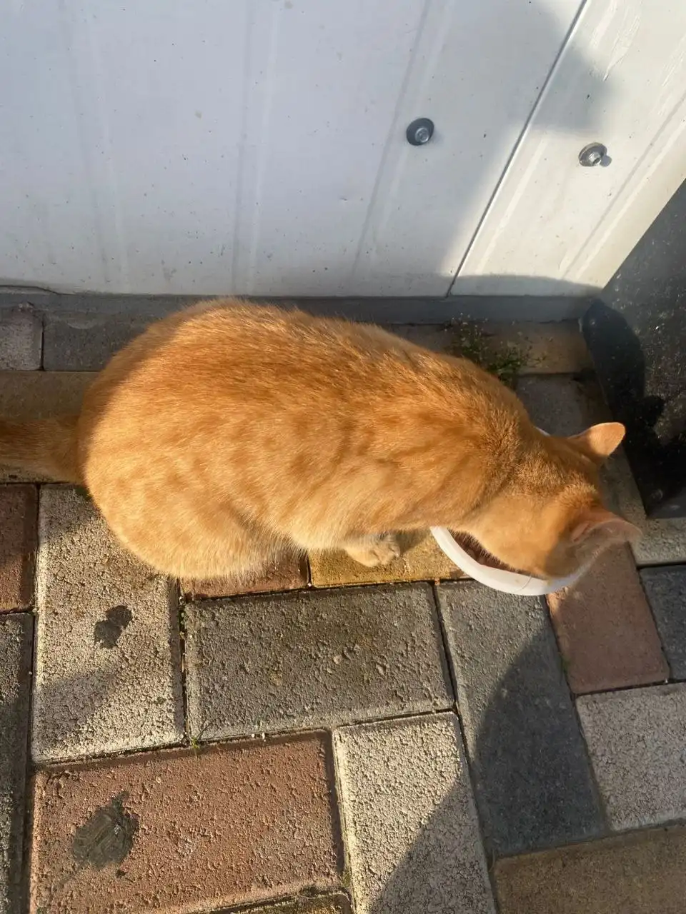 Пристройство молодой кошечки Алисы в добрые руки в Михайловске