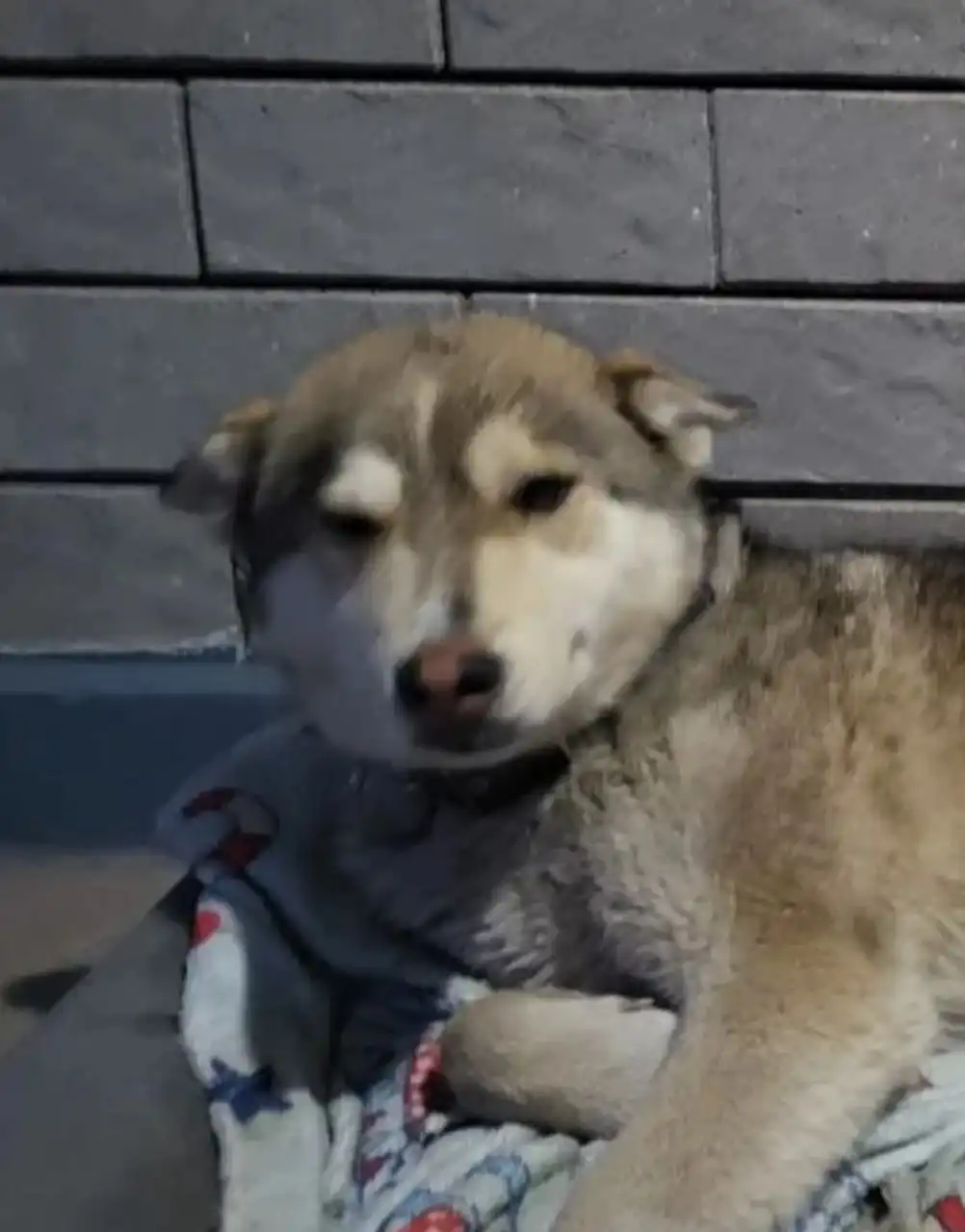 Найденная собака в Михайловске