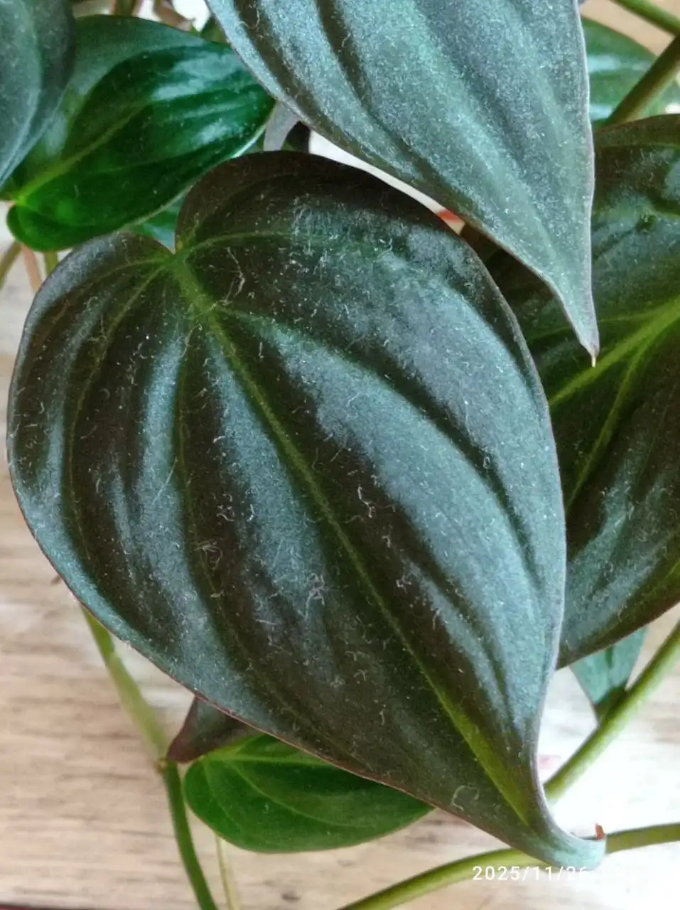 Филодендрон миканс