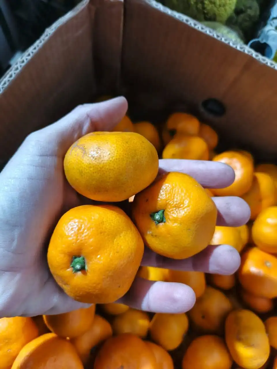 Продажа овощей и фруктов: картофель, капуста, лук, морковь, мандарины, яблоки