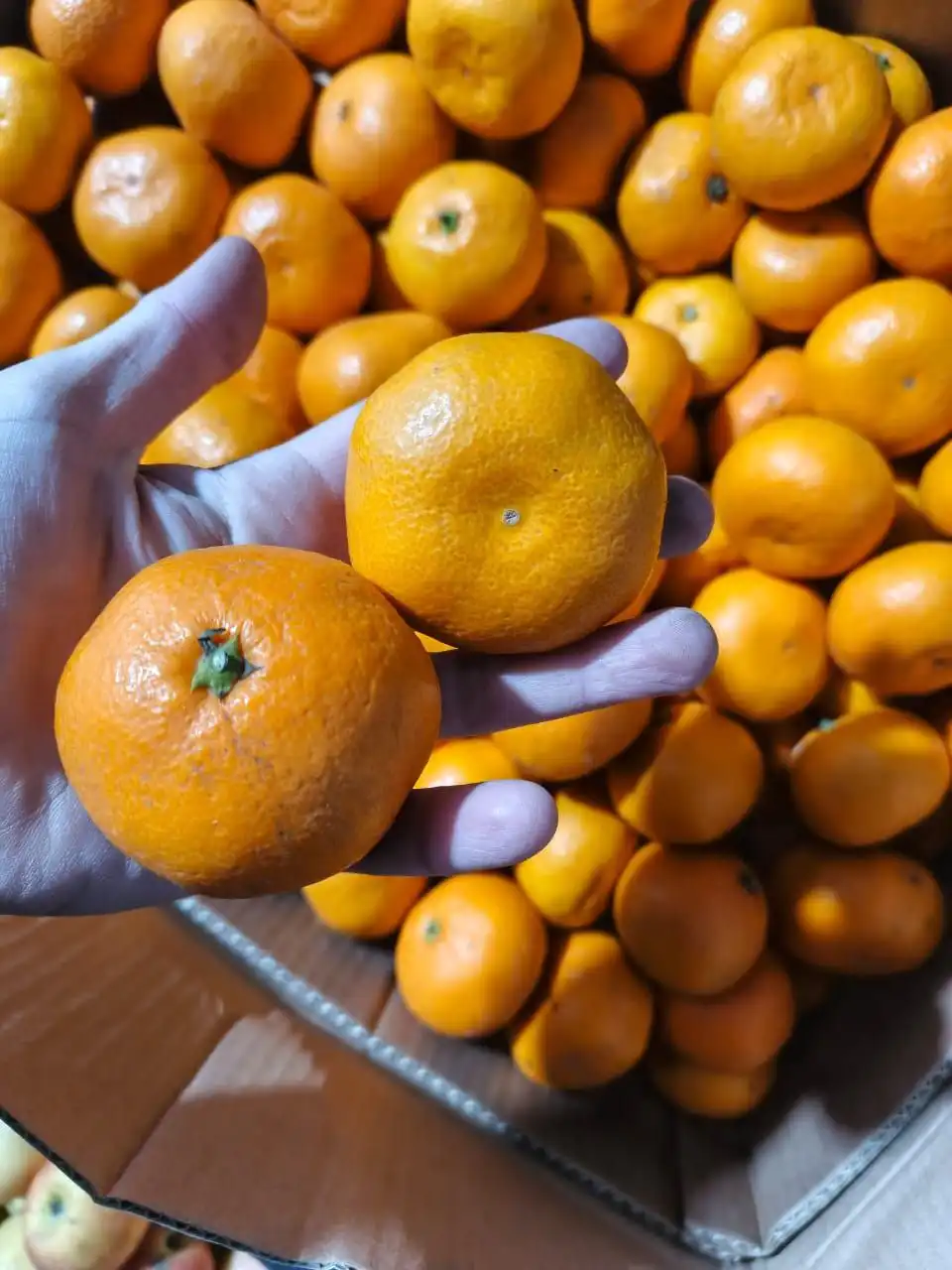 Продажа овощей и фруктов: картофель, капуста, лук, морковь, мандарины, яблоки