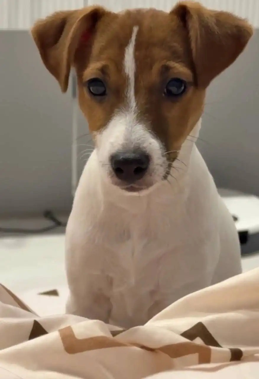 Чистокровный щенок Джек Рассел 4 месяца