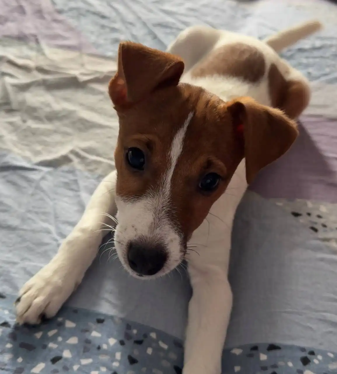 Чистокровный щенок Джек Рассел 4 месяца