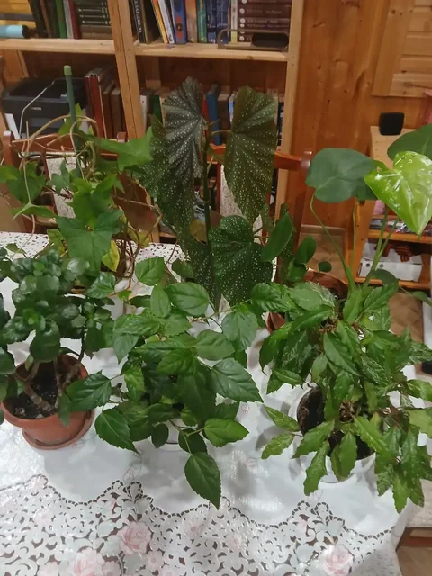 Комнатные растения в Ставрополе - Хобби и отдых в Ставрополь