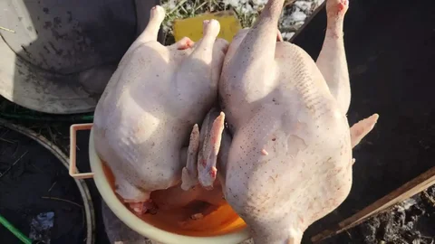 Домашнее мясо индейки и гуся к праздничному столу - Животные в Ставрополь