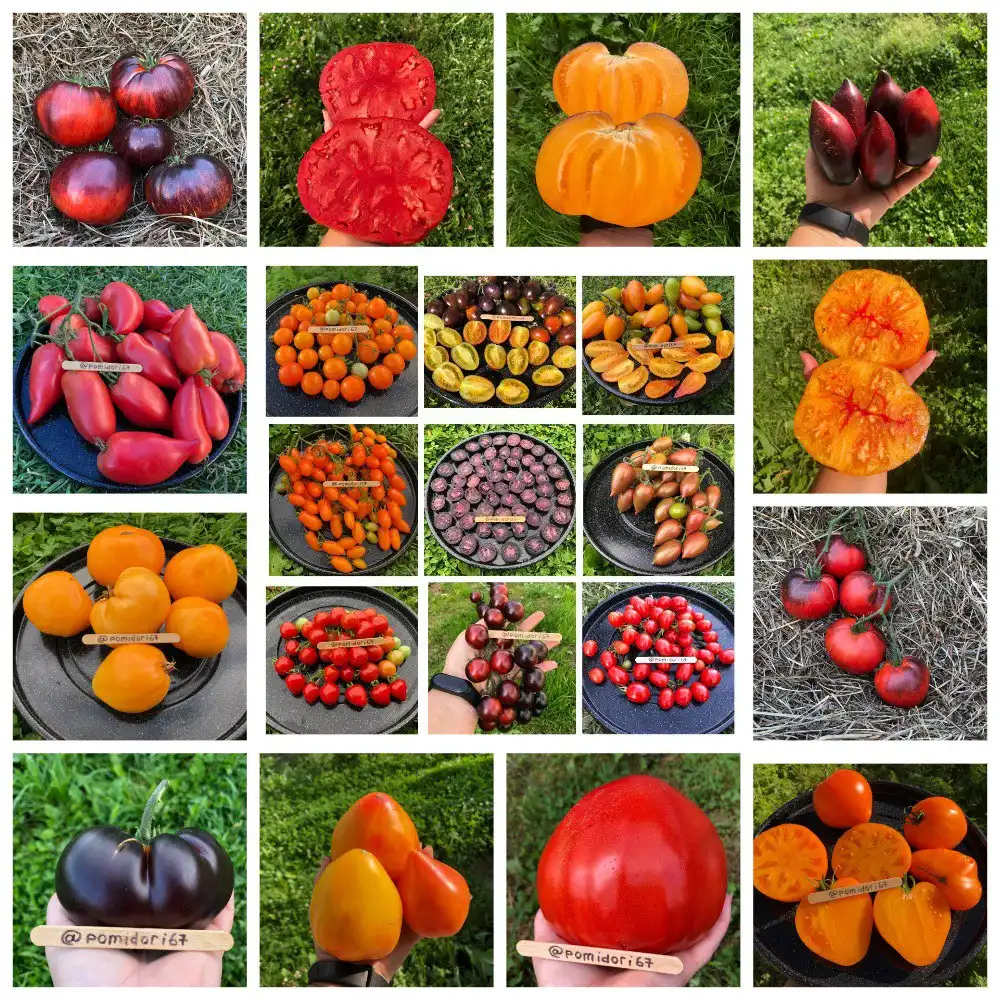 Продажа семян томатов и перца с фиолетовой мякотью