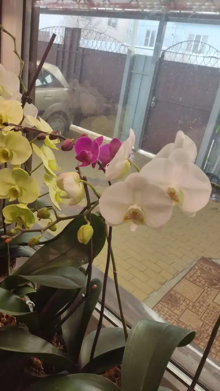 Продам цветущую орхидею