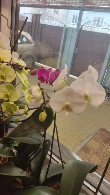 Продам цветущую орхидею - Хобби и отдых в Ставрополь