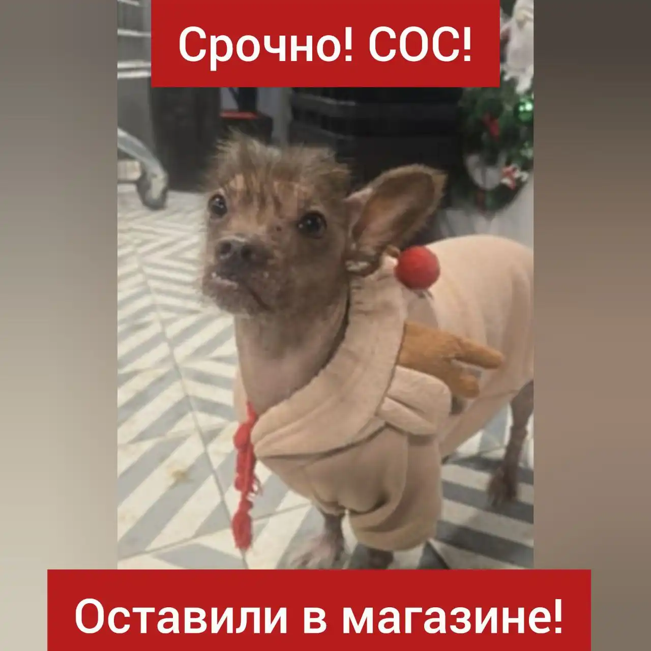 Срочно ищут хозяина для собаки у магазина Пятёрочка в Ставрополе