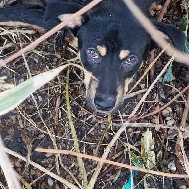 Найдена собака в Михайловске - частное объявление в Михайловск