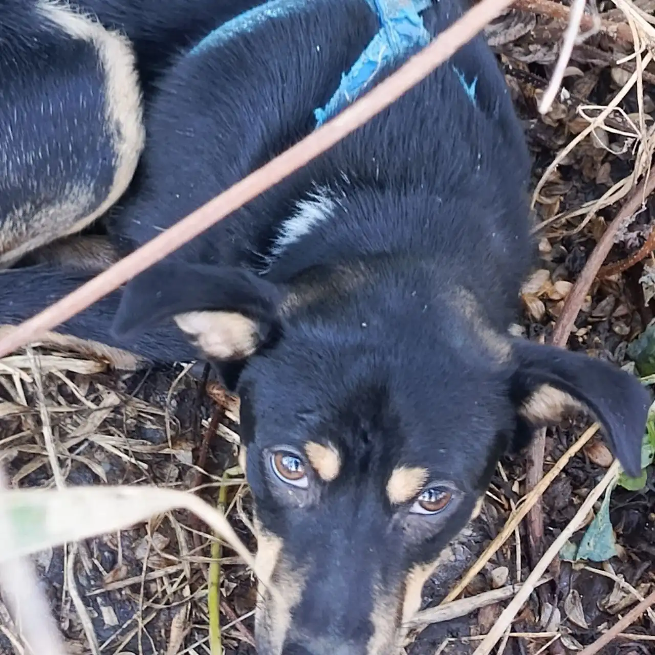 Найдена собака в Михайловске