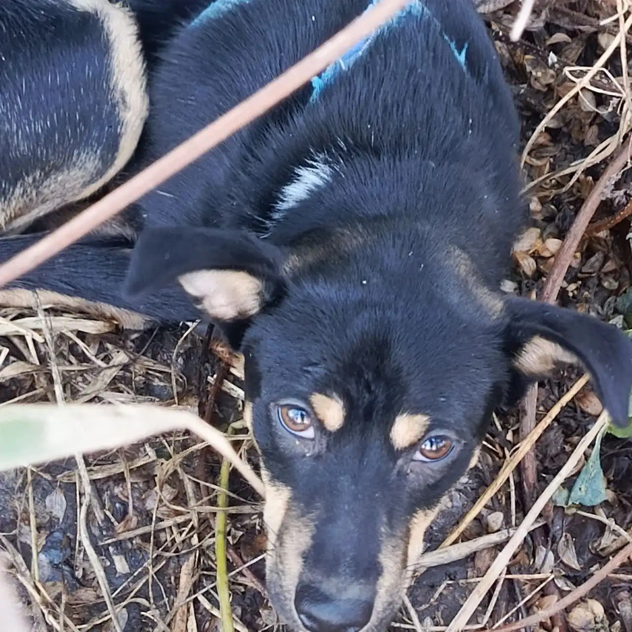 Найдена собака в Михайловске