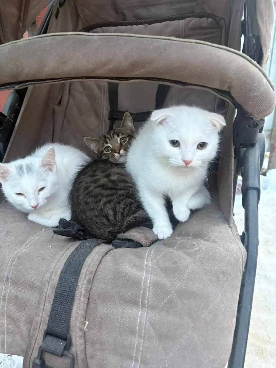 Найденные котята в Ставрополе - Животные в Ставрополь