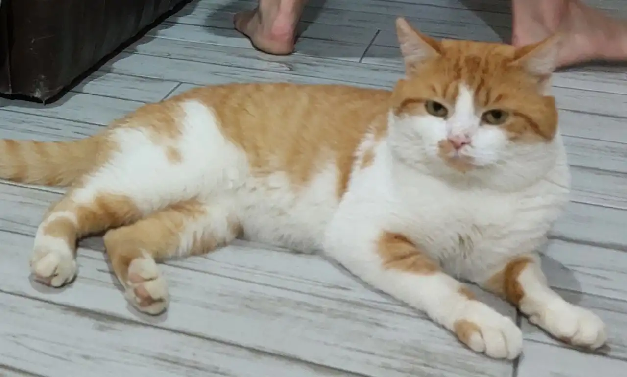 Пропал кот Сеня в Михайловске