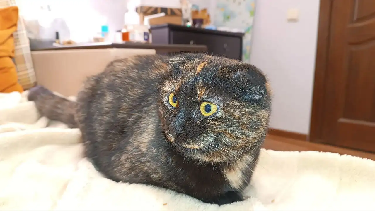 Найдена шотландская вислоухая кошка