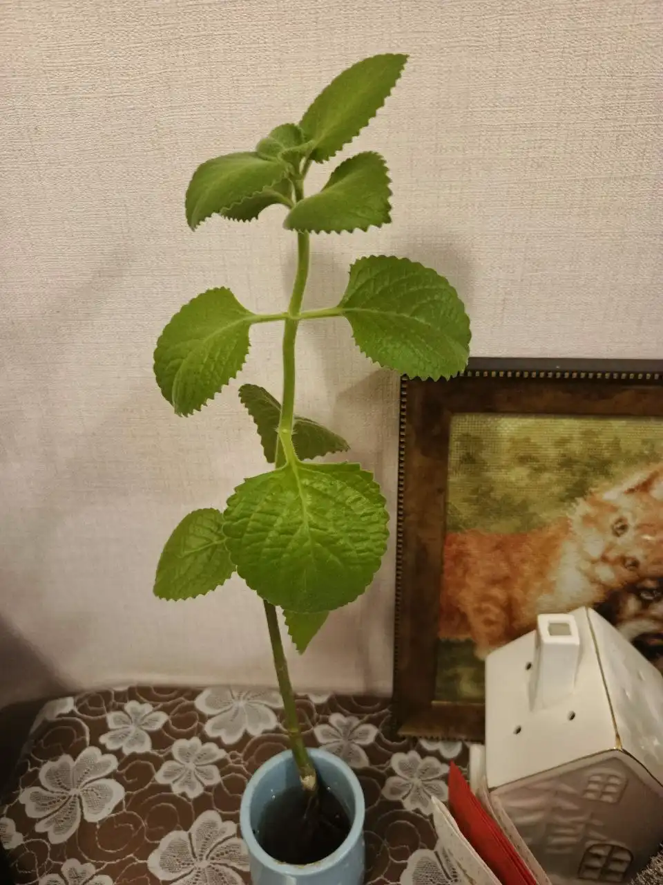 Отдам плектрантус (комнатная мята)