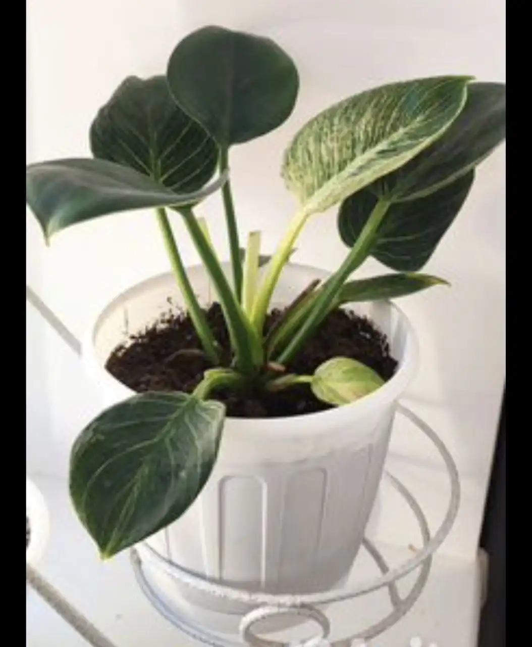 Растения: Филодендрон Биркин и королевская пеларгония