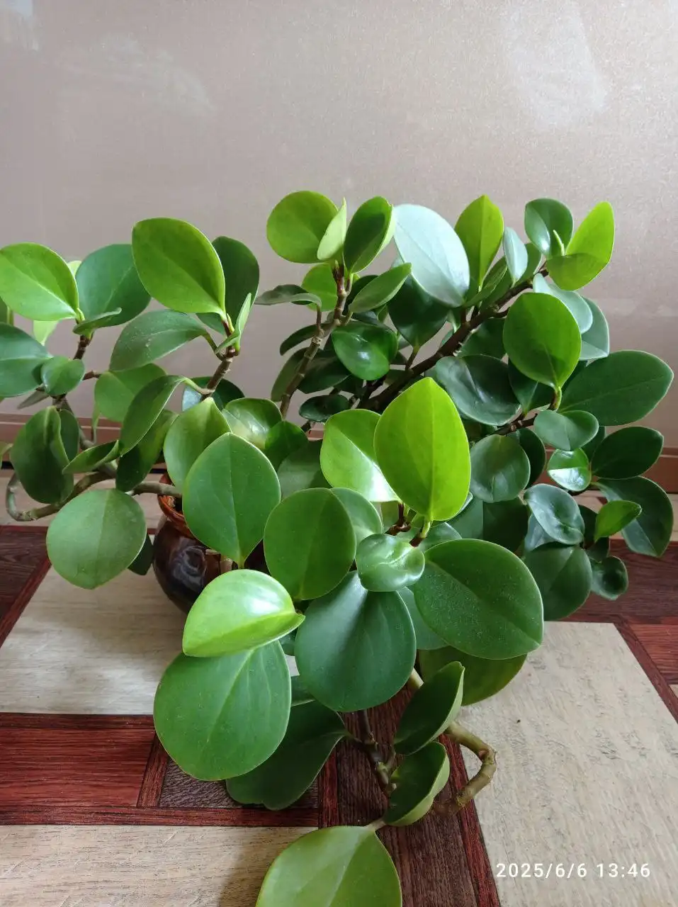 Пиперомия туполистная взрослое растение в керамическом горшке