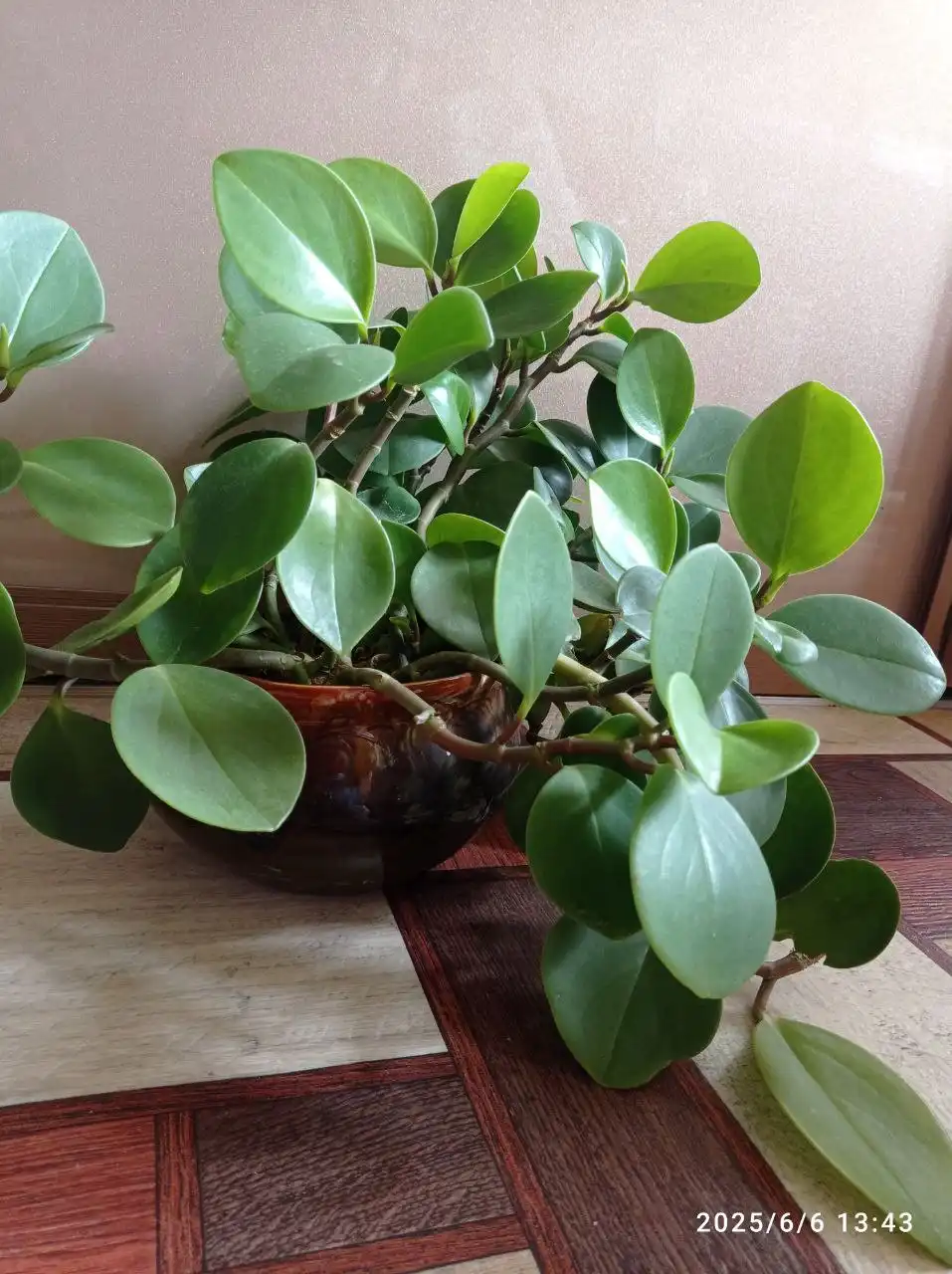 Пиперомия туполистная взрослое растение в керамическом горшке