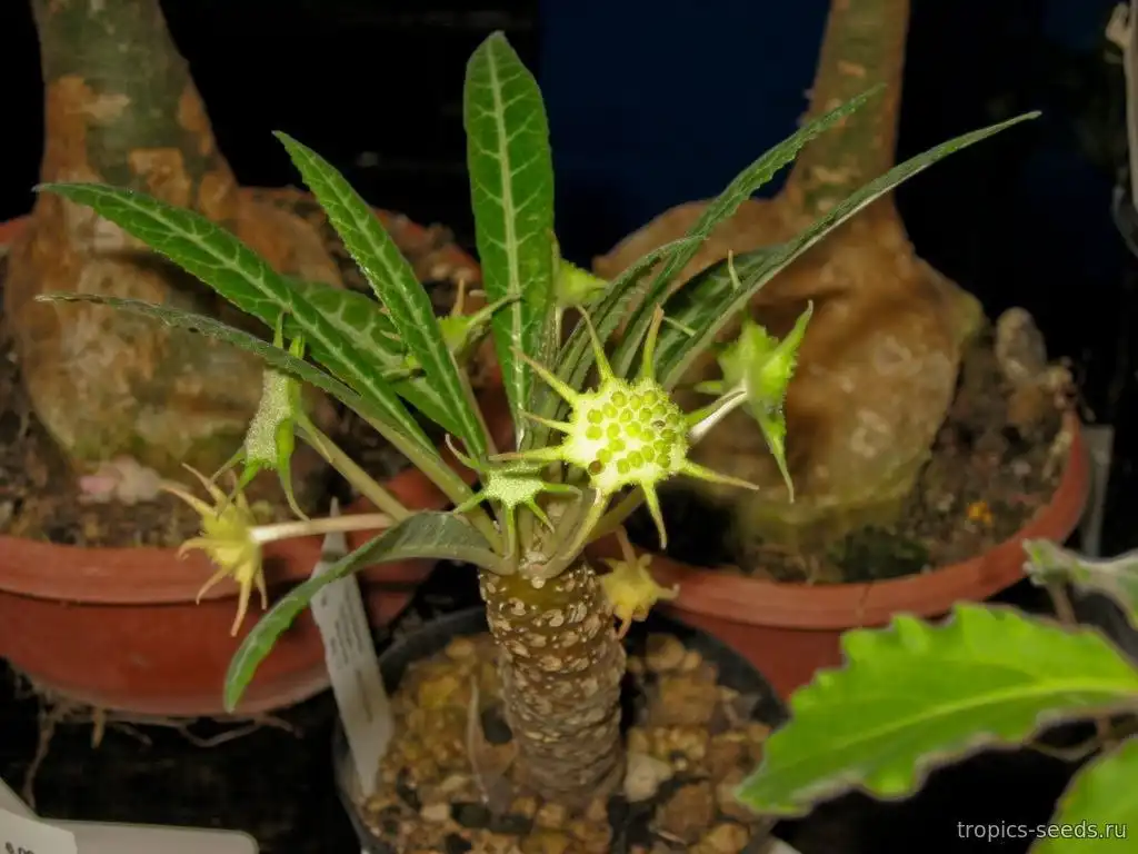 Саженцы Дорстении - суккулентное растение